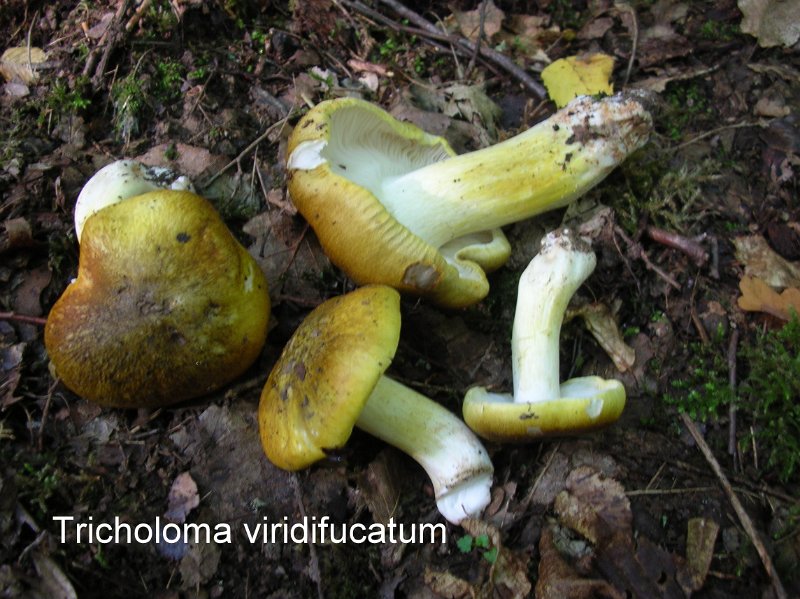 Tricholoma viridifucatum-amf2162.jpg - Tricholoma viridifucatum ; Syn:  ; Nom français: Tricholome verdâtre